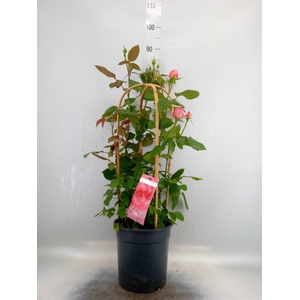Rosa FL 'Dolce Select'