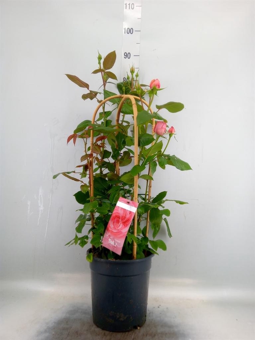 <h4>Rosa FL 'Dolce Select'</h4>