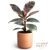 FICUS ELASTICA P12 BELIZE RAW TERRA