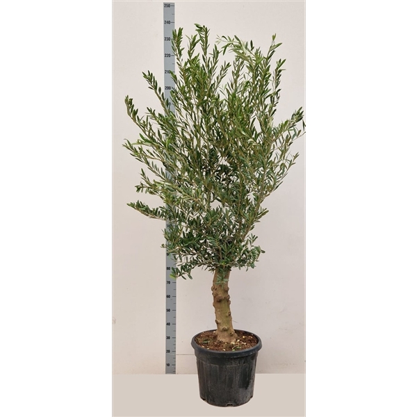 <h4>Olea europaea</h4>