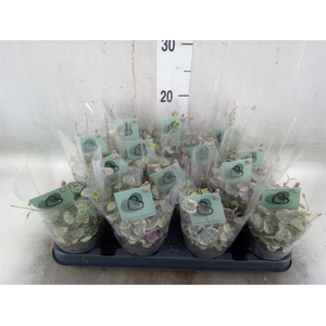 Ceropegia woodii 'Variegata'
