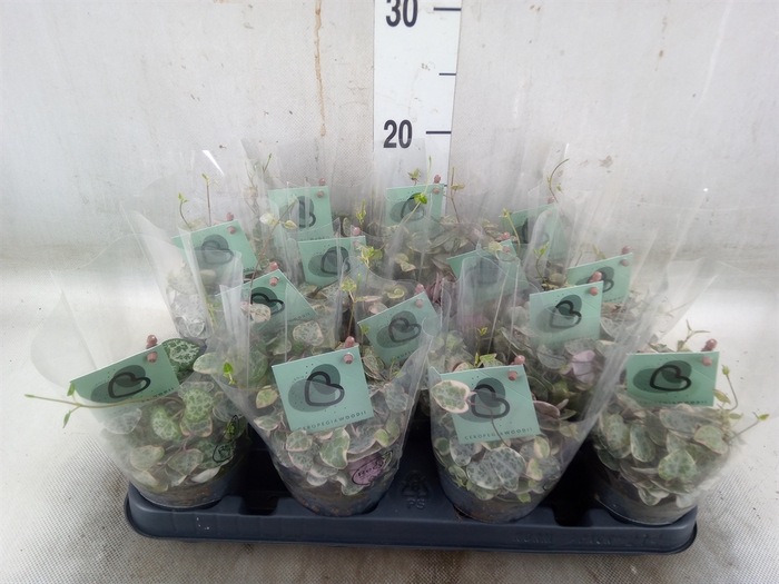 <h4>Ceropegia woodii 'Variegata'</h4>