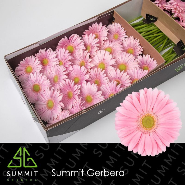 <h4>Gerbera Plot Doos</h4>