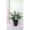 Juniperus chinensis Blue Alps