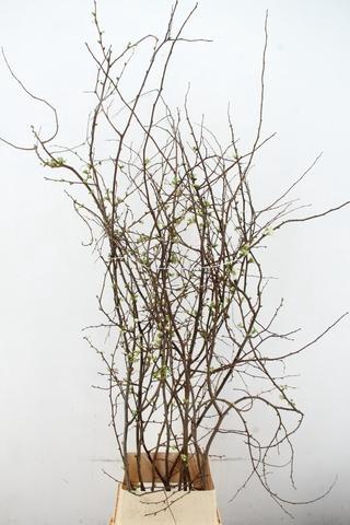 <h4>CHAENOMELIS SUPERBA WHITE EXTRA 140CM</h4>