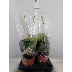Anthurium clarinervium
