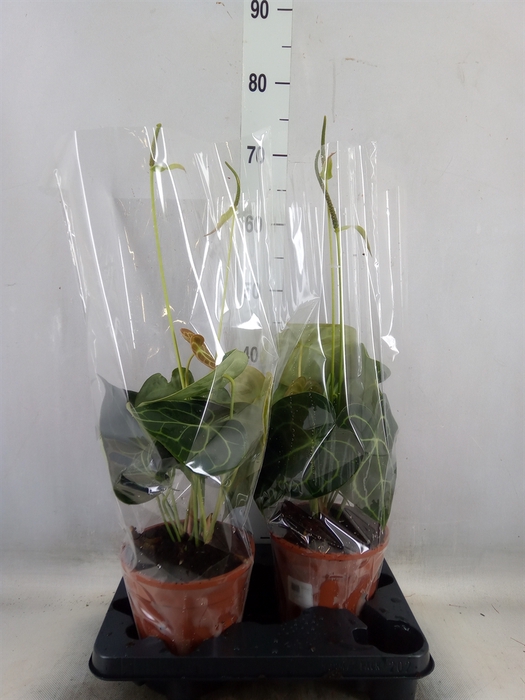<h4>Anthurium clarinervium</h4>