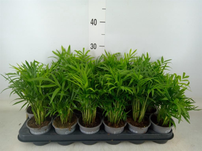 <h4>Chamaedorea elegans</h4>