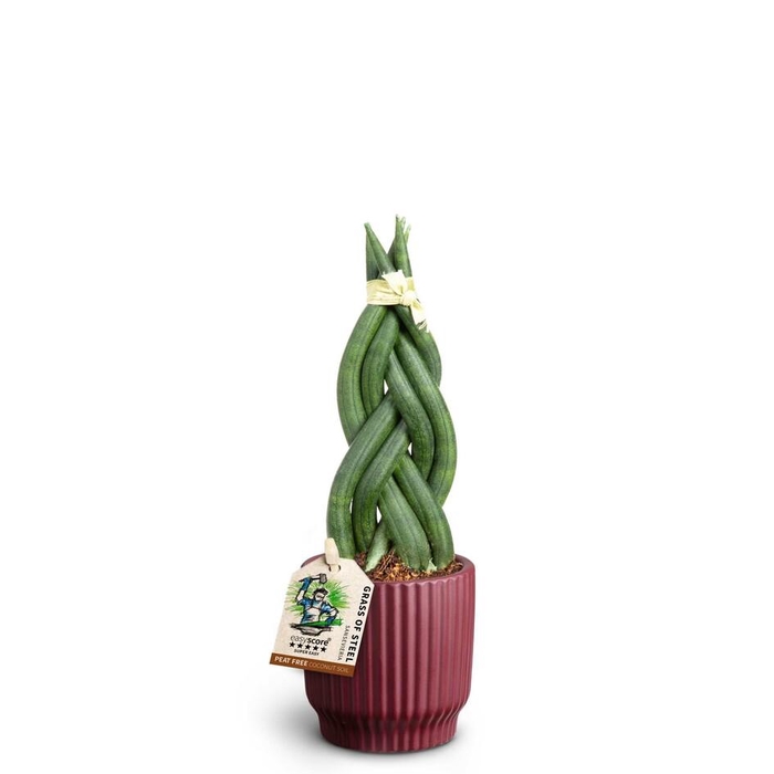 <h4>SANSEVIERIA CYLINDRICA</h4>