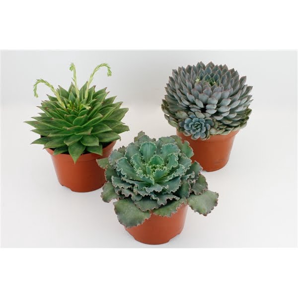 <h4>echeveria mix</h4>