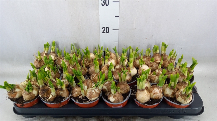 <h4>Narcissus  'Tete a tete'</h4>