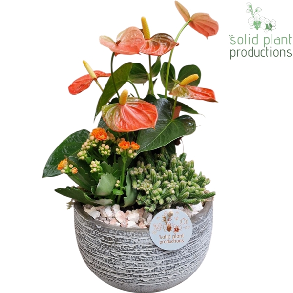 <h4>AE051 Dakota Small Orange Anthurium</h4>