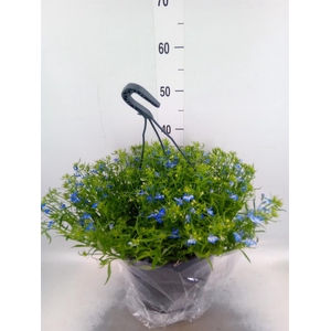 Hanging baskets