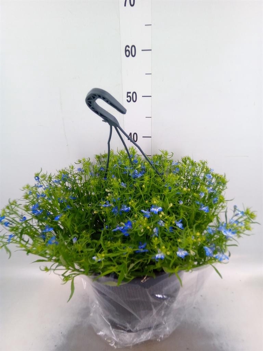 <h4>Hanging baskets</h4>