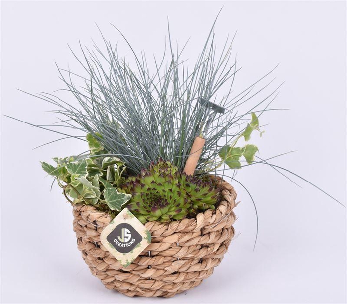 <h4>Mais mand 18cm</h4>