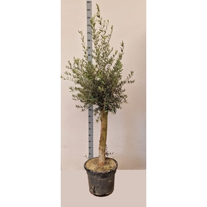 OLEA EUROPAEA