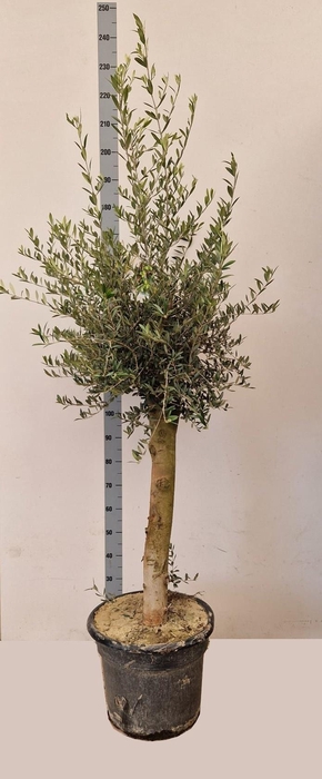 <h4>OLEA EUROPAEA</h4>