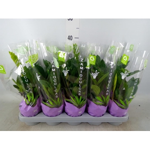 Zamioculcas zamiifolia