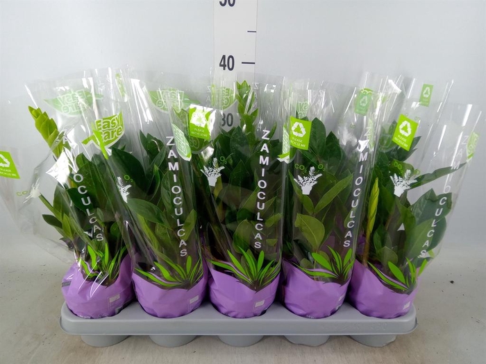 <h4>Zamioculcas zamiifolia</h4>