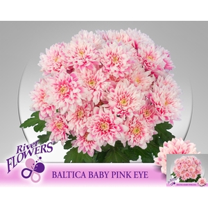 CHR T BALTICA KLB H%