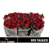 R Gr Red Tacazzi+