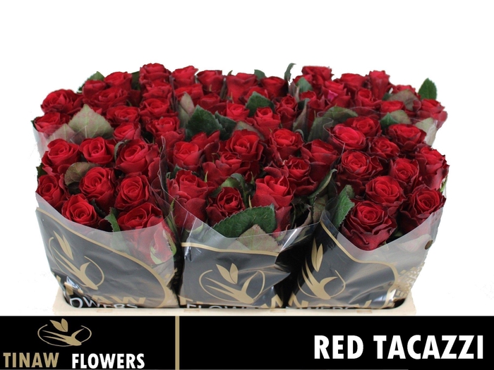 R Gr Red Tacazzi+