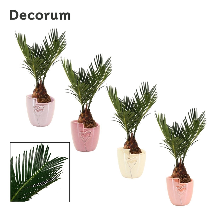 <h4>Cycas Revoluta 6 cm Decorum, 3+ veren in Joa (Special moods</h4>