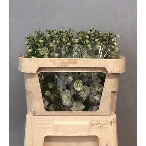 DELPH DU DEWI IMP WH