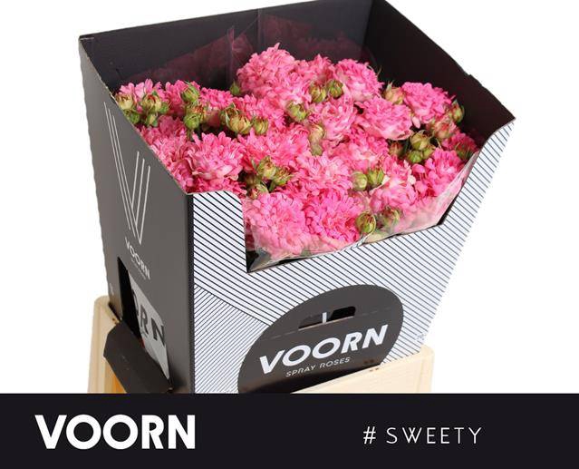 <h4>R TR #SWEETY</h4>