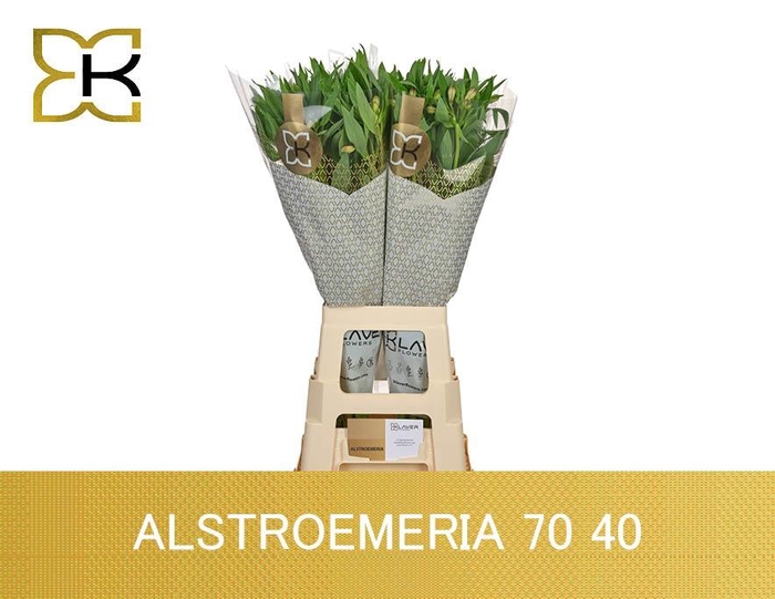 <h4>ALSTR GEM IN FUST</h4>