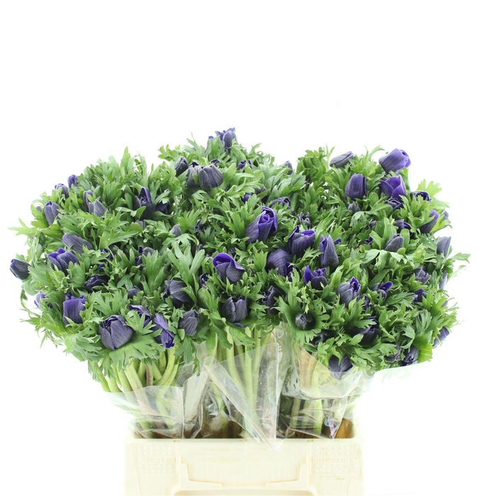 <h4>Anem Co Mar Blue</h4>