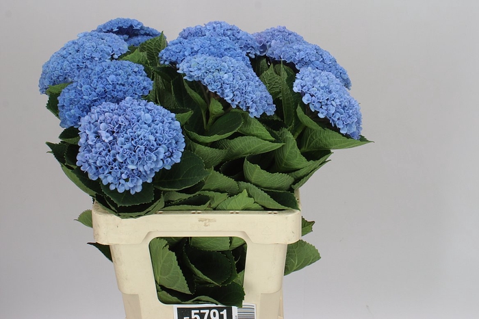 <h4>Hyd Revolution Blue</h4>