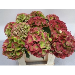 HYDR M ROY PALACE CL