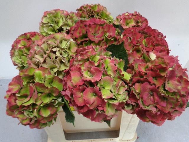 <h4>HYDR M ROY PALACE CL</h4>