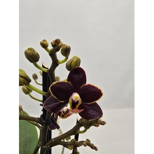 PHAL OV