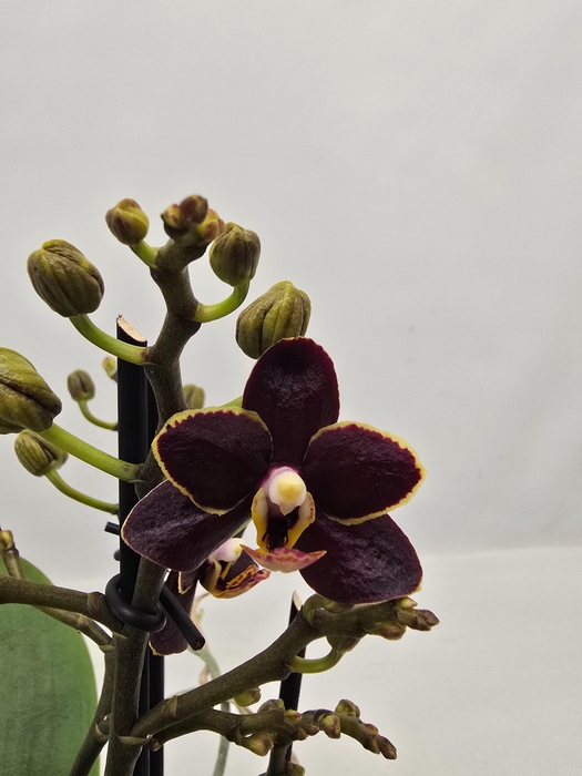 PHAL OV
