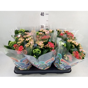 Kalanchoe blos.   ..rosebud mix/pot