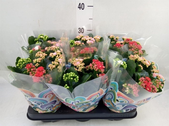 <h4>Kalanchoe blos.   ..rosebud mix/pot</h4>