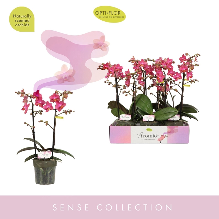 <h4>Phalaenopsis multi. ...orange</h4>