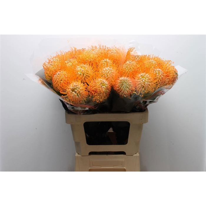 <h4>Leuco Soleil</h4>