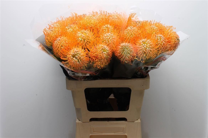 <h4>LEUCO SOLEIL</h4>