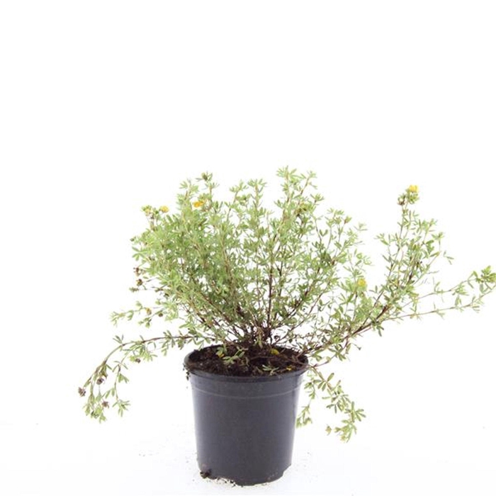 <h4>Potentilla Tangerine</h4>