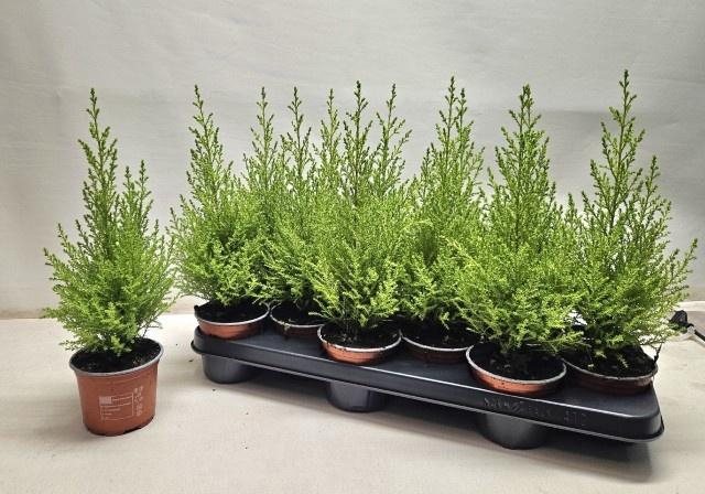 <h4>CUPR MA GOLDC WILMA</h4>