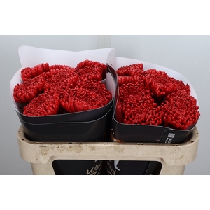 Wax-Rozen Chr Wax rood