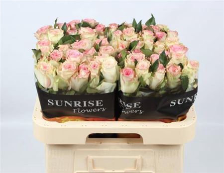 <h4>R Gr Rosa</h4>