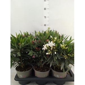 Nerium oleander   ...