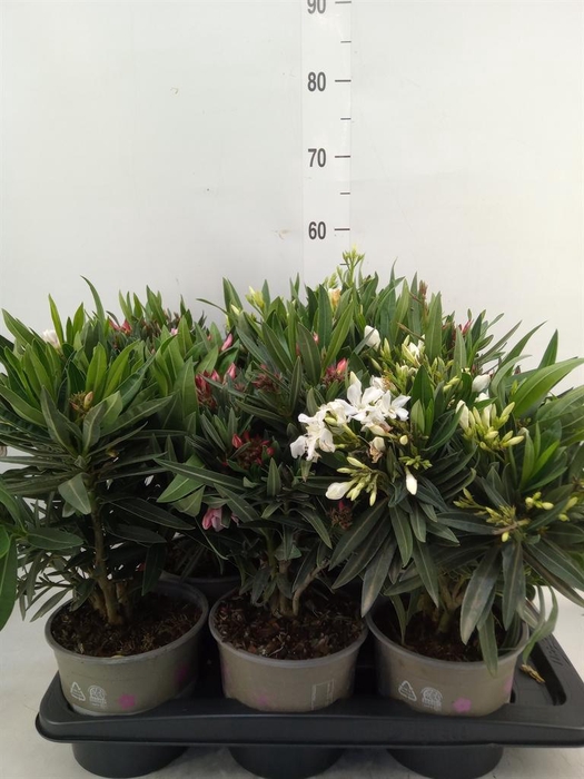 <h4>Nerium oleander   ...</h4>