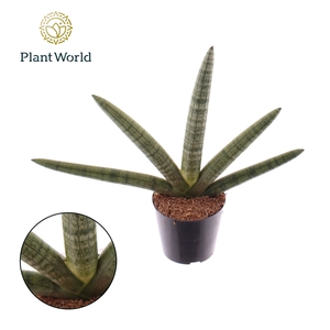 Sansevieria Skyline P10,5