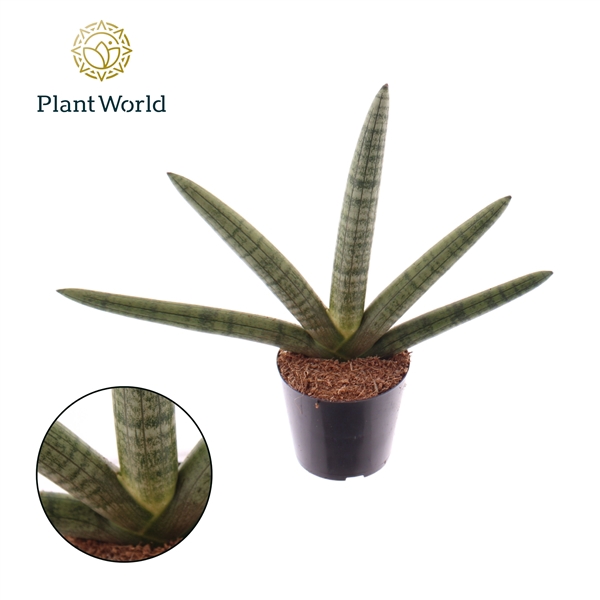 <h4>Sansevieria Skyline P10,5</h4>