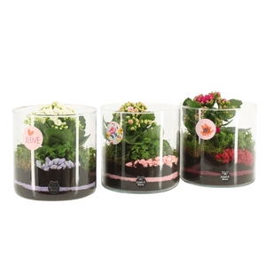 21873: Lovess arrangement